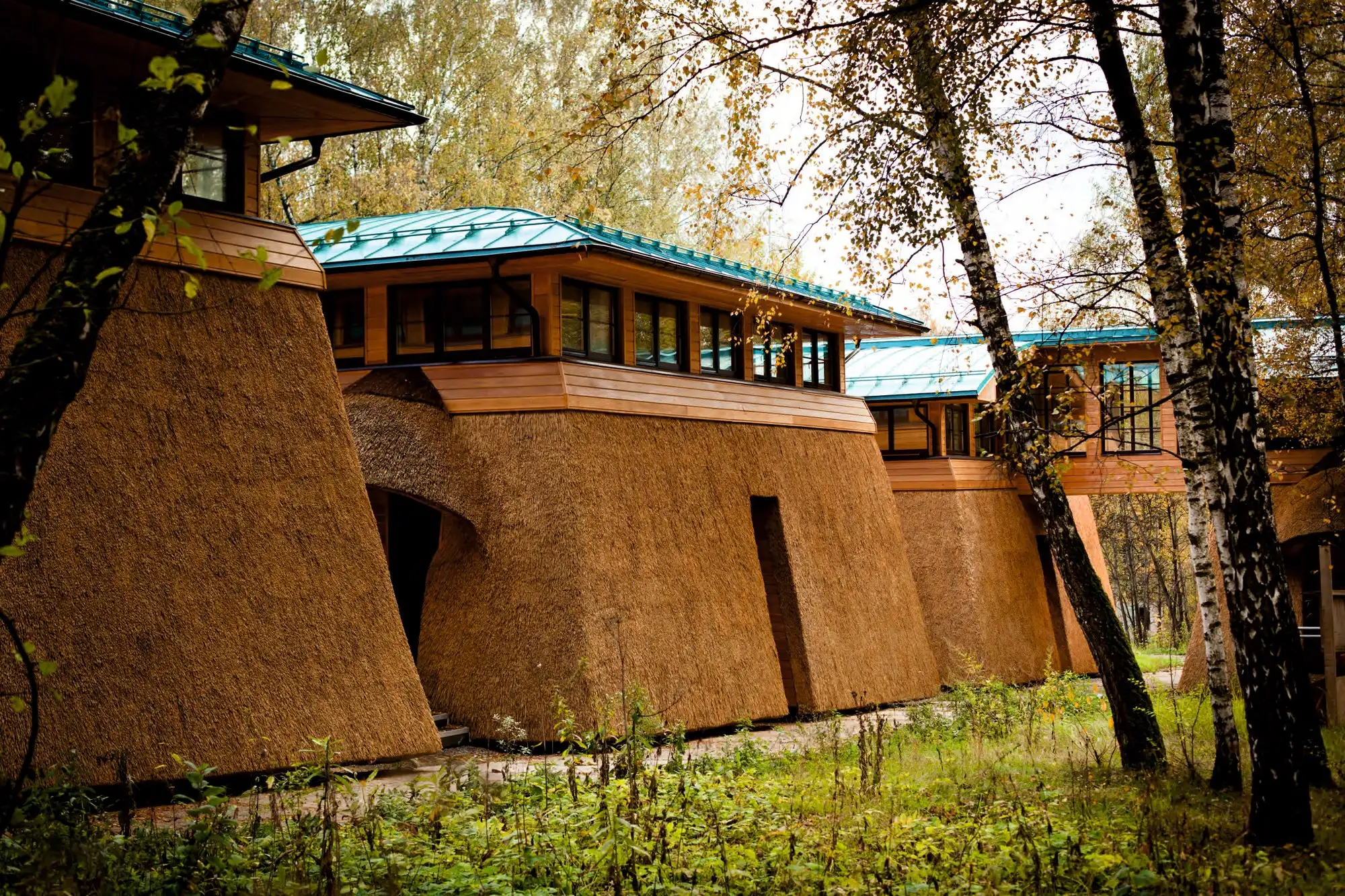 Панорама комплекса корпусов с камышовыми фасадами среди берёз